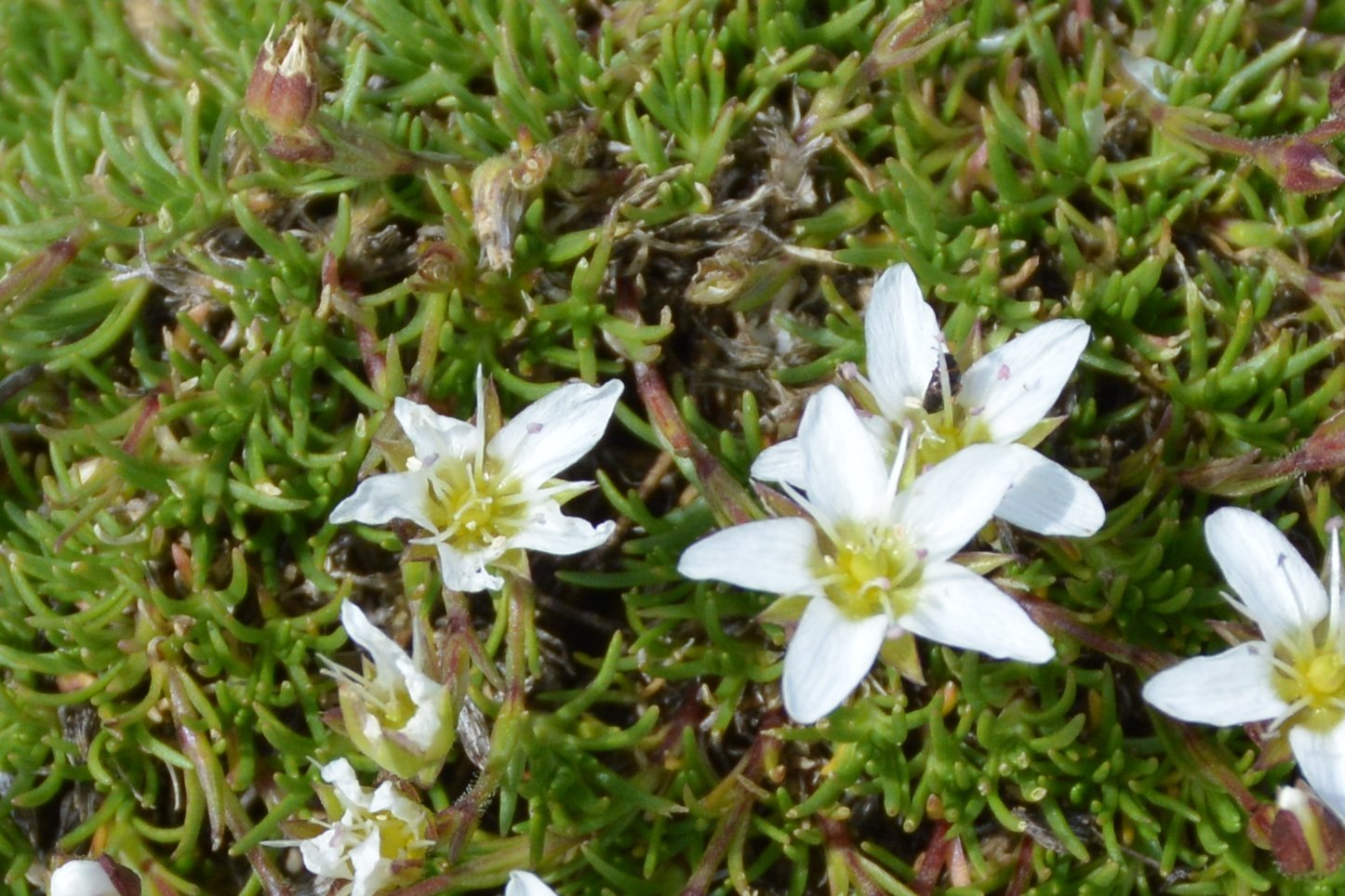 Sabulina verna (ex Minuartia verna) e Minuartia recurva